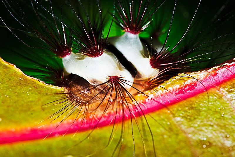 Un par de macros en Macros_DSC1299web.jpg