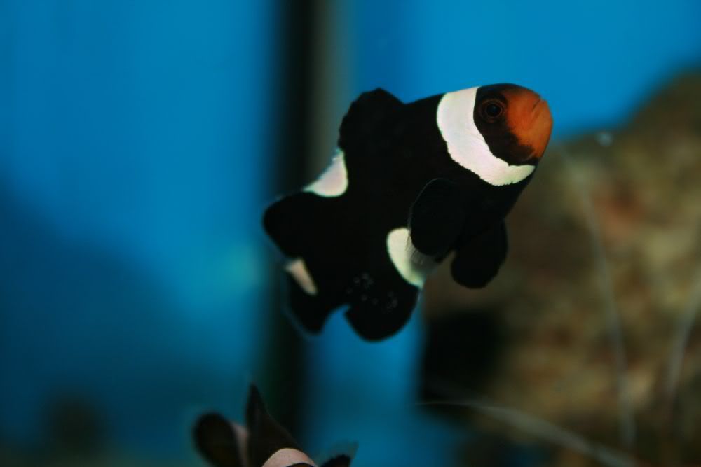 clownfish petco