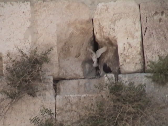 Dove at the Wailing Wall Pictures, Images and Photos