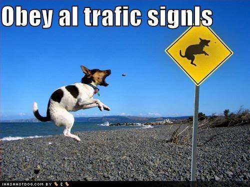funny-dog-pictures-obey-traffic-sig.jpg