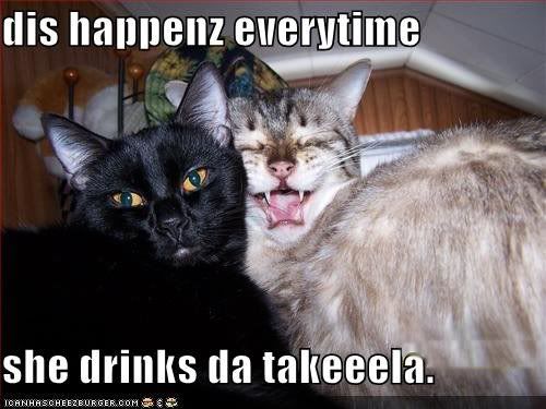booze kitteh Pictures, Images and Photos