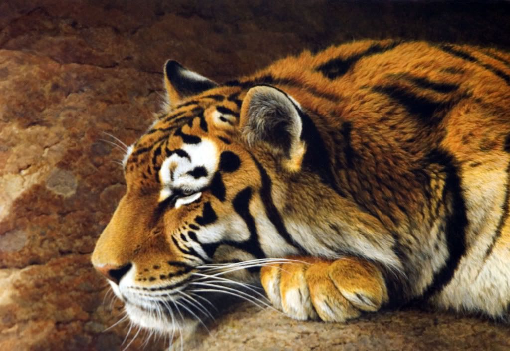 IMAGE: http://i286.photobucket.com/albums/ll106/goggs01/TigerRetouch.jpg