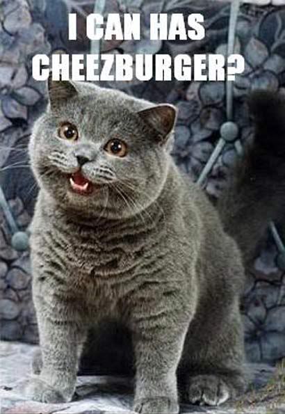 can i has cheezeburger