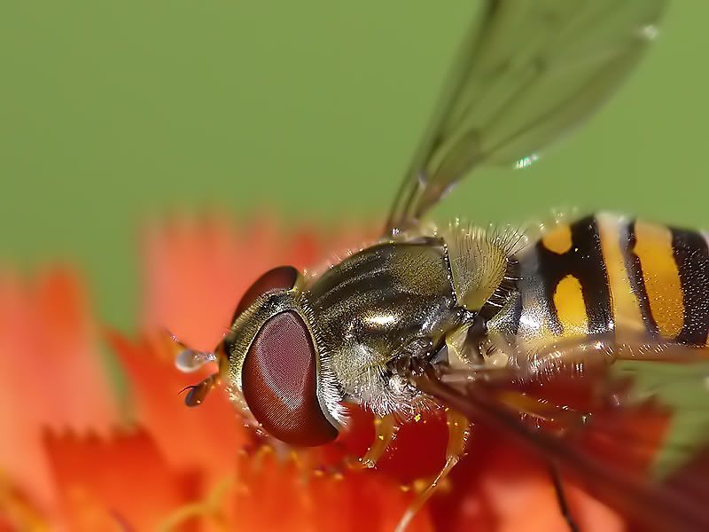 Fotografie