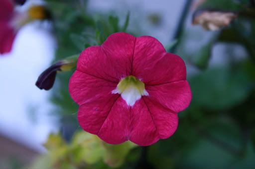 IMAGE: http://i286.photobucket.com/albums/ll109/bcboy4ca/Rebel%20XS%20Testers/IMG_0163.jpg