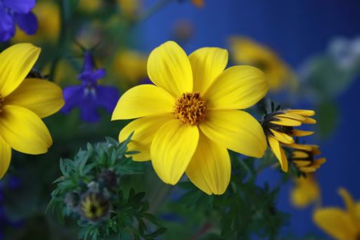 IMAGE: http://i286.photobucket.com/albums/ll109/bcboy4ca/Rebel%20XS%20Testers/IMG_0167.jpg