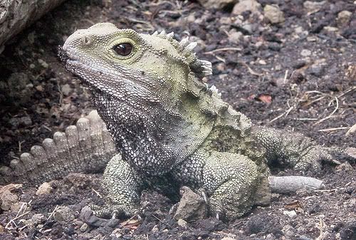 Tuatara.jpg