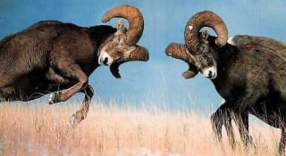 Male-Bighorn-Sheep-compete.jpg