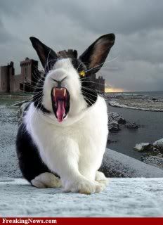 The-Killer-Rabbit-of-Caerbannog--44433.jpg
