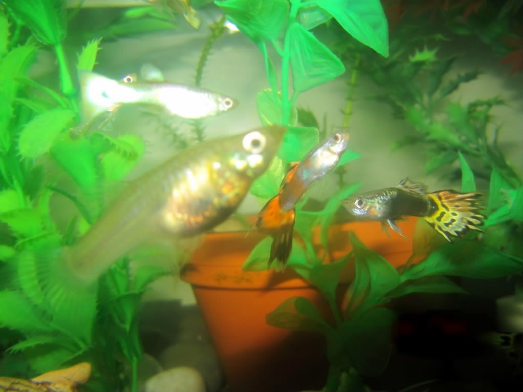 Guppies are fishes that are commonly kept as pets in aquariums.
