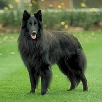 Belgian-Shepherd-picture.jpg