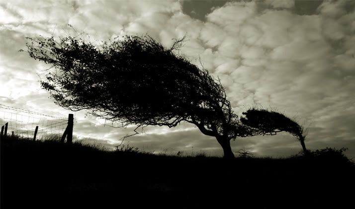 land_trees_dark_trees.jpg trees in wind image by Nis18sim