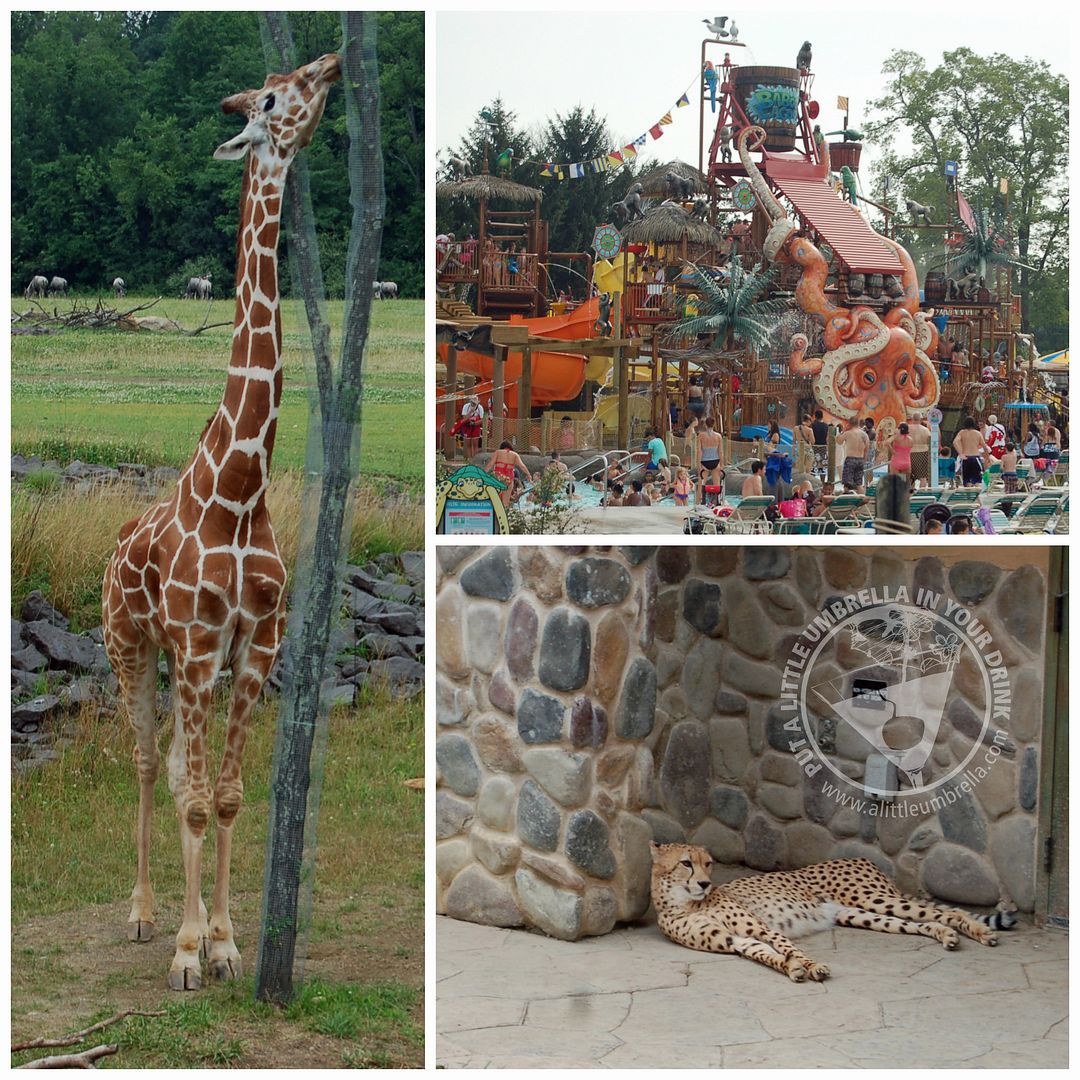 summer road trip zoo #shop