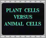 Plant And Animal Cell Pics. LEC4-Plant VS Animal Cells