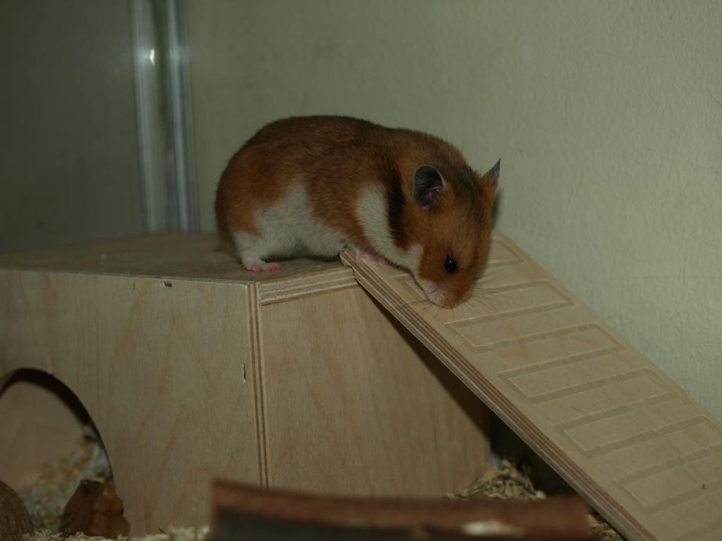 Billede