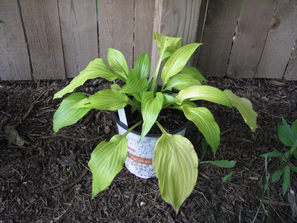 Mayan Moon Hosta