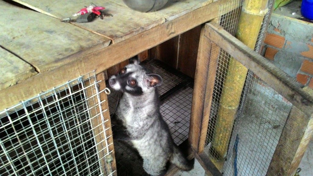 Chồn hương nuôi chơi. Liên hệ: Quân 0939341564 - 2