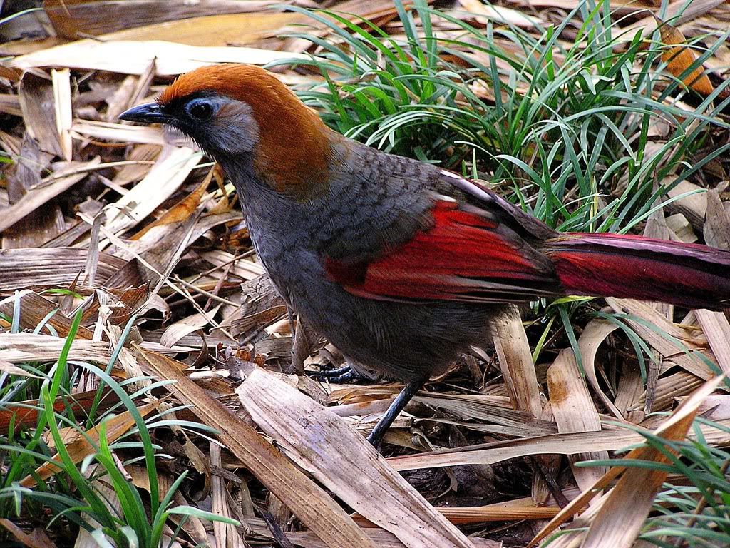 chim khướu đuôi đỏ