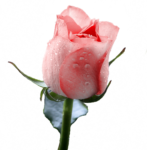 RosaChris.png picture by christine1973photo