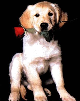 fOtjjblnIjJy.gif picture by christine1973photo