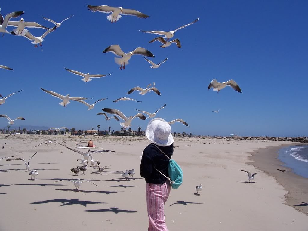 WhitwithSeagulls.jpg Feeding Seagulls on Oxnard Beach image DesertHawk46