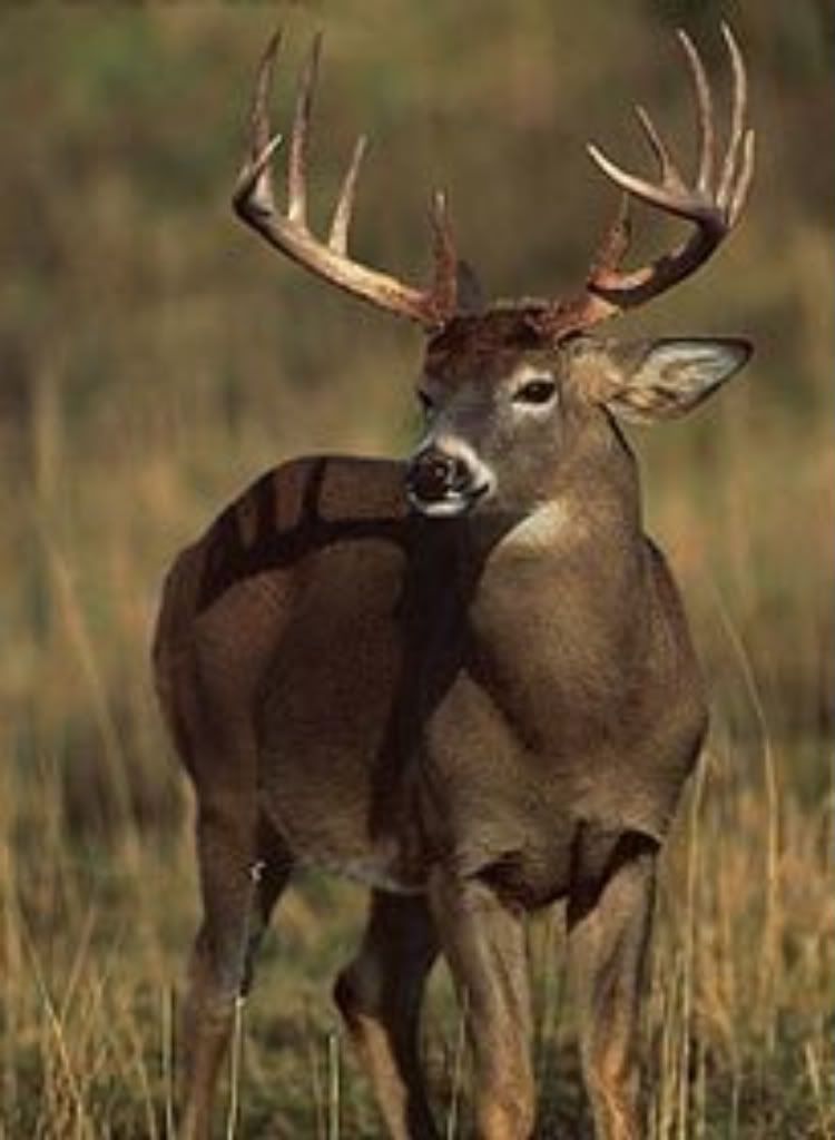 whitetail wallpaper. Whitetail Deer Image