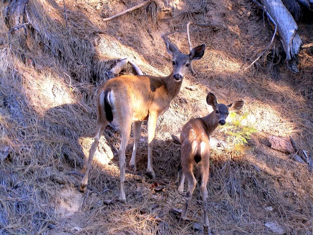 The Deer Family Pictures, Images and Photos