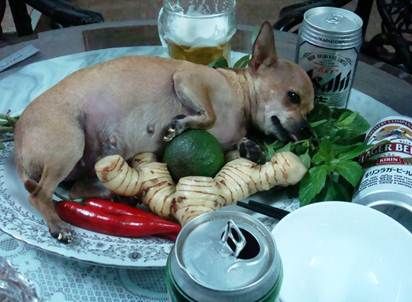 dog_zps2d43096c.jpg