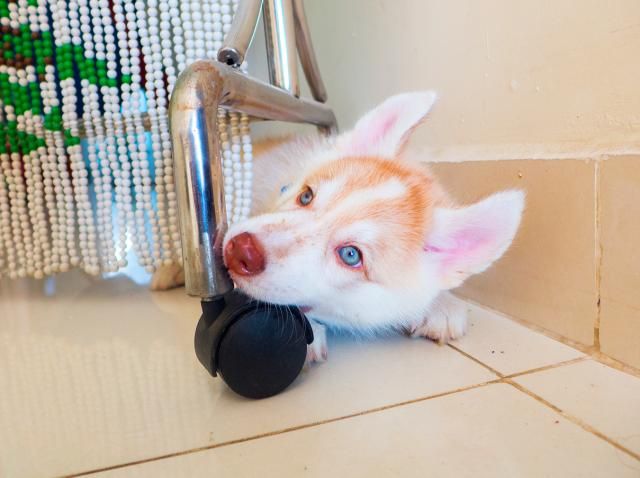 Bé Husky Wooly Đực Trắng Hồng 2 Tháng Tuổi