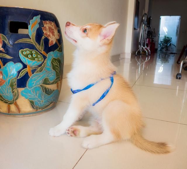 Bé Husky Wooly Đực Trắng Hồng 2 Tháng Tuổi - 2