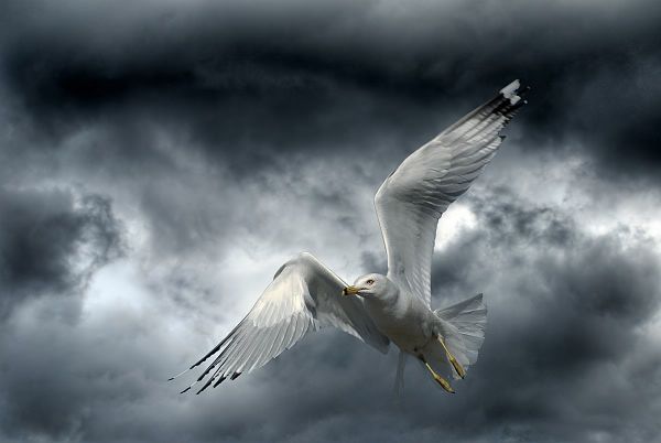 seagull-on-fly.jpg fight the sky image by winagrand