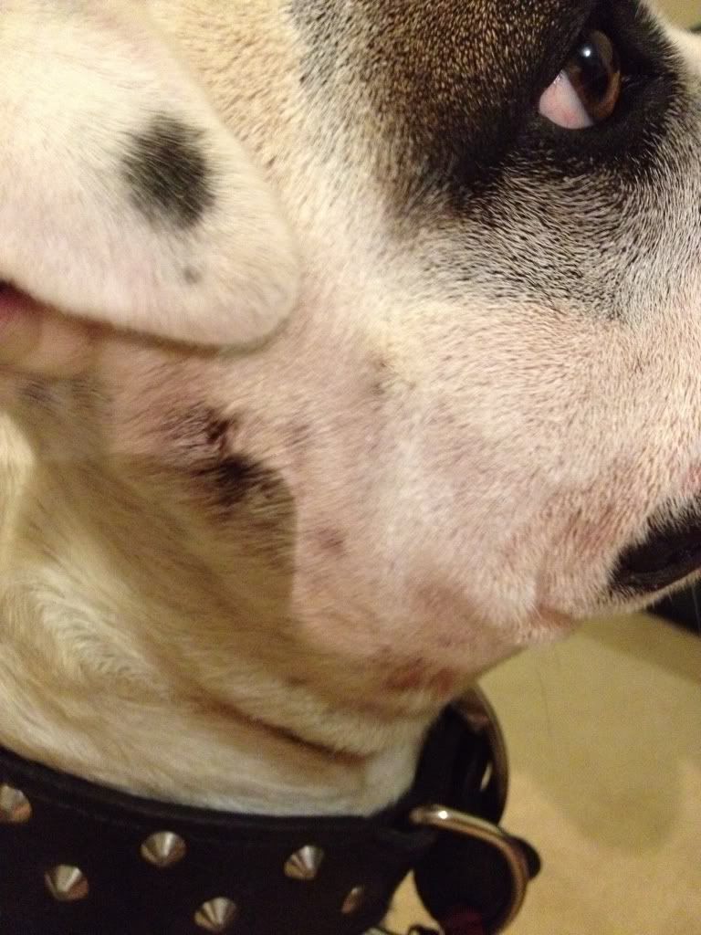 really bad hot spot on dog