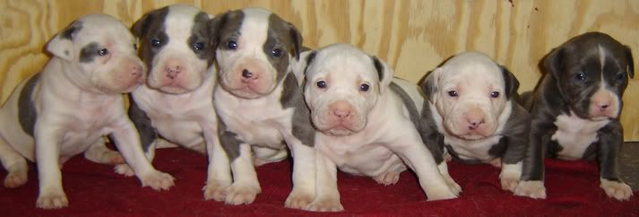 pitbull puppies pictures. pitbull puppies pictures. our