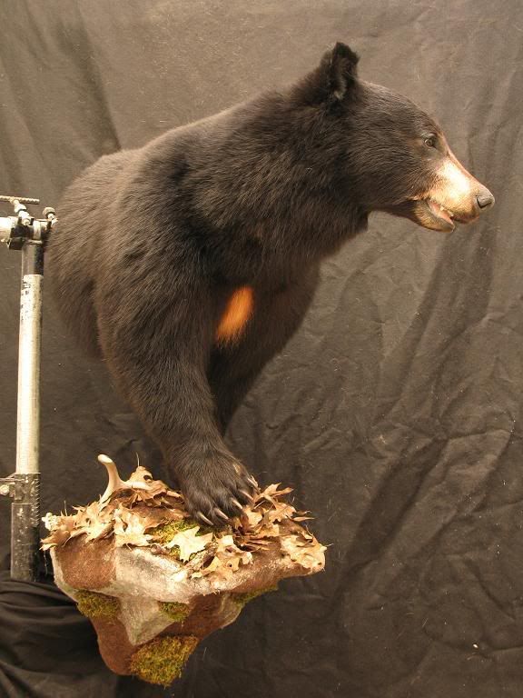 life size bear mounts