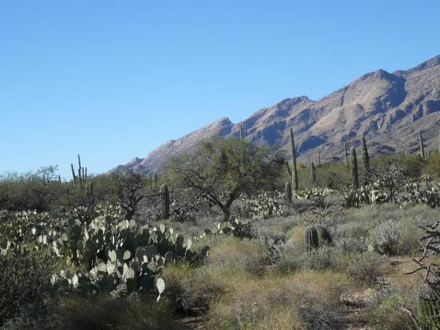 Sonora Desert