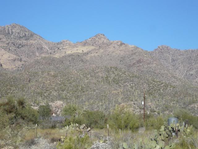 Sonora Desert