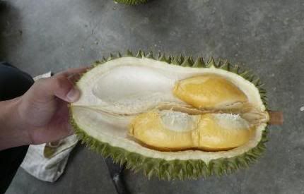 Durian Opened