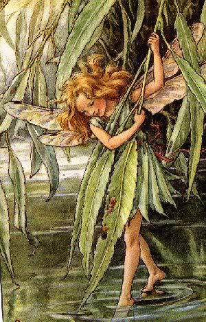 Willow Fairy