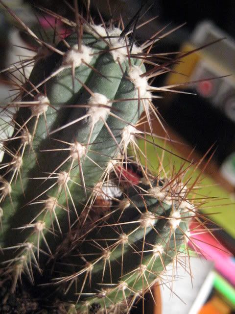 cactus005.jpg