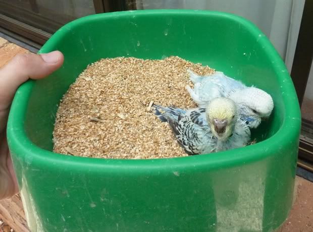birdsinbowl.jpg