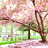 spring trees Pictures, Images and Photos
