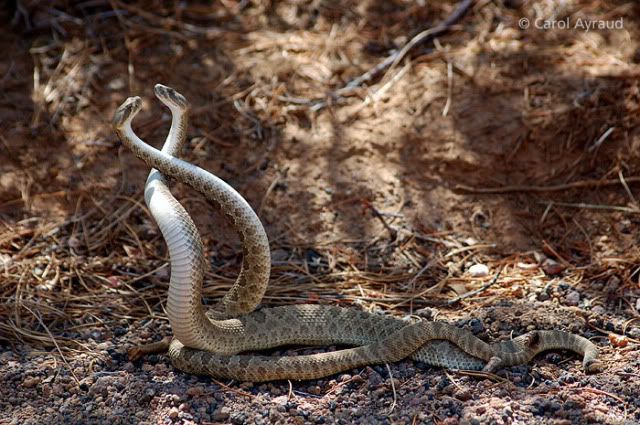 http://i286.photobucket.com/albums/ll88/guthobla/A2K/ArizonaHighways_Carol_Ayraud_rattlesnakes.jpg