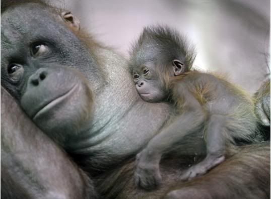 http://i286.photobucket.com/albums/ll88/guthobla/A2K/newborn_orang_utan.jpg