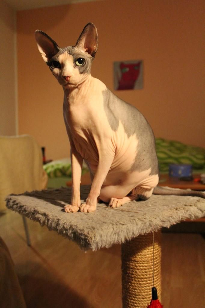 Hairless Cat Pictures From Photobucket 54