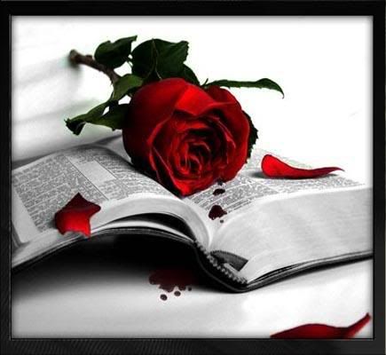 red rose book Pictures, Images and Photos