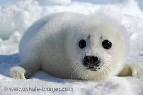 Pictures Baby Seals on Cute Baby Harp Seal 359 Jpg