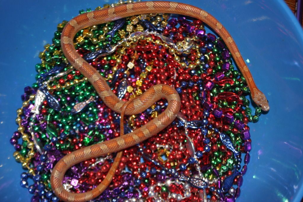 snakepics280.jpg