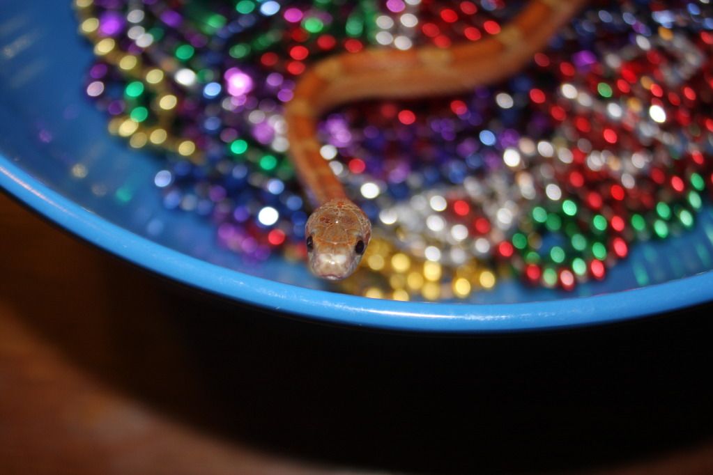 snakepics286.jpg