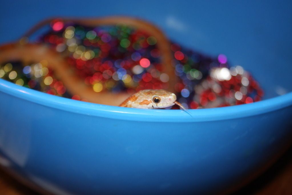 snakepics300.jpg