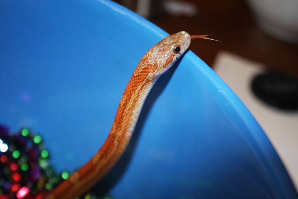 snakepics309.jpg